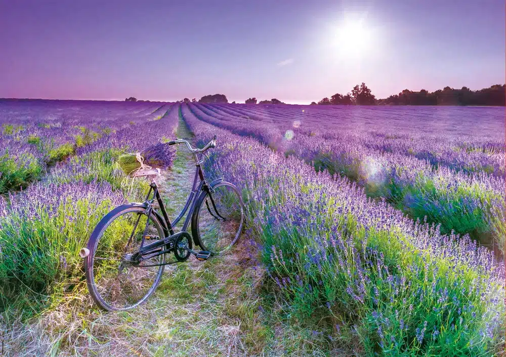 Educa Puslespil – Cykel i en Lavendelmark 1000 brikker - Billede 2